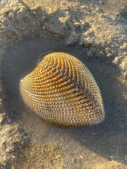 Dallocardia quadragenaria