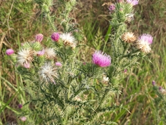Cirsium vulgare
