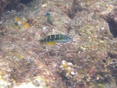 Thalassoma