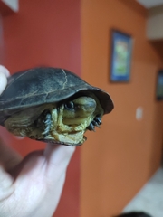 Kinosternon angustipons