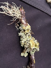 Hypogymnia lophyrea