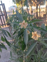 Angiospermae