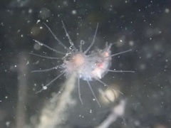 Ectopleura marina