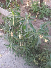 Angiospermae