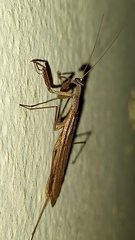 Musoniella