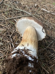 Boletus fibrillosus