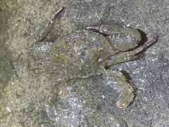 Achelous xantusii