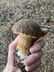 Boletus fibrillosus