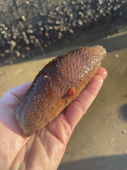 Apostichopus parvimensis