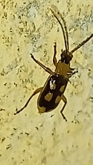 Diabroticina