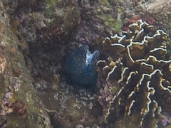 Gymnothorax favagineus