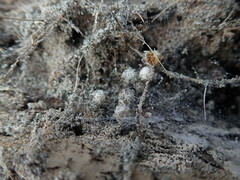 Steatoda lepida