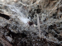 Steatoda lepida