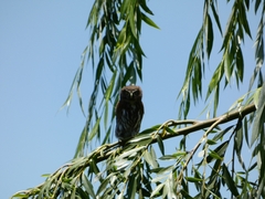 Glaucidium nana