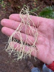 Usnea diplotypa
