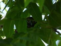 Glaucidium nana