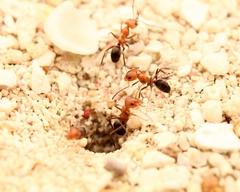 Dorymyrmex