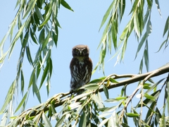 Glaucidium nana