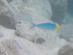 Caesio caerulaurea