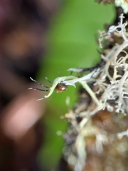 Heterodermia leucomelos