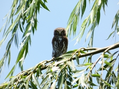 Glaucidium nana