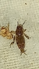 Tridactylidae