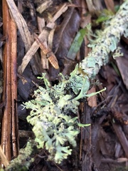 Heterodermia leucomelos