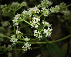 Emmeorhiza umbellata