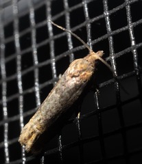 Eucosma ochroterminana