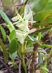 Epidendrum difforme