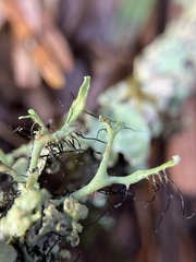 Heterodermia leucomelos