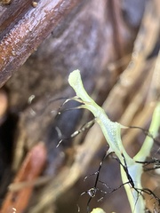 Heterodermia leucomelos