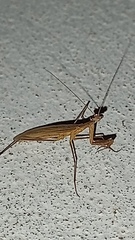 Musoniella