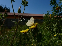 Tatochila