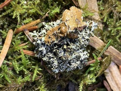 Abrothallus prodiens