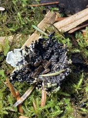 Abrothallus prodiens