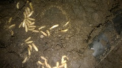 Reticulitermes lucifugus