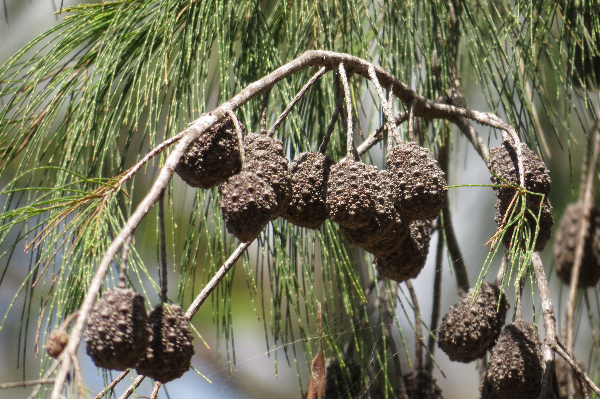 Allocasuarina torulosa