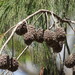 Forest Sheoak - Photo (c) coenobita, some rights reserved (CC BY), uploaded by coenobita