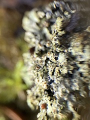 Abrothallus prodiens