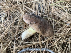 Suillus quiescens