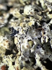 Abrothallus prodiens