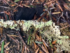 Parmelia pseudosulcata