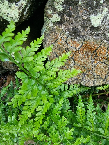 Asplenium adiantum-nigrum image