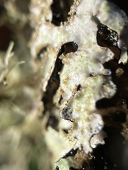 Parmelia pseudosulcata