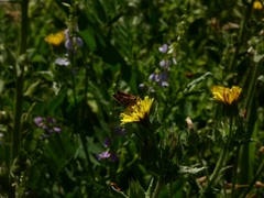 Hylephila fasciolata
