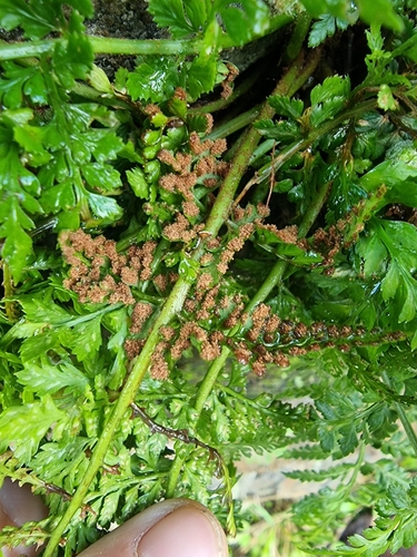 Asplenium adiantum-nigrum image