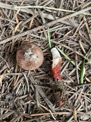 Lepiota flammeotincta