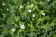 Anemonastrum dichotomum