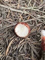 Lepiota flammeotincta